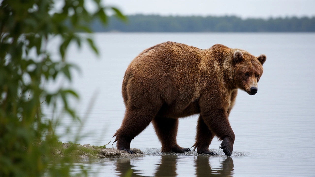 Bear 'Chunk' Wins 2025 Fat Bear Week, Over 1,200 Pounds